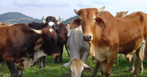 Pecuária cresce 6,6% em SC e impulsiona agronegócio