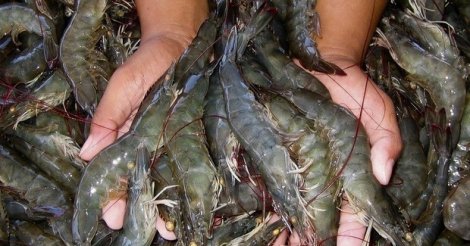 Pesca do camarão é liberada com término do defeso