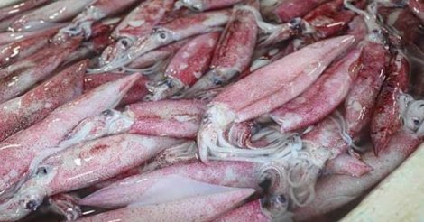 Portaria autoriza pesca de lula com tarrafa e arrasto em SC