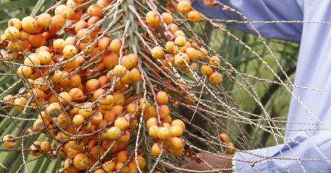 Porto de Imbituba e Projeto Costa Butiá promovem workshop sobre conservação da Mata Atlântica com foco no uso sustentável do Butiá-da-Praia