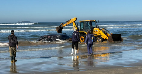 Prefeitura mobiliza equipes para atendimento de baleia-jubarte encalhada na Praia da Vila