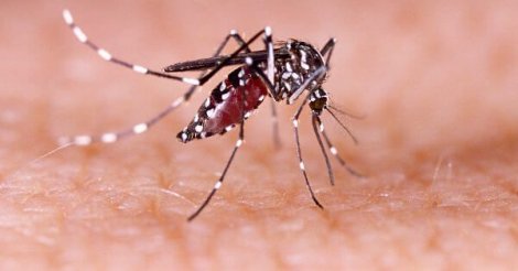 Saúde intensifica campanha contra dengue, zika e chikungunya em Santa Catarina