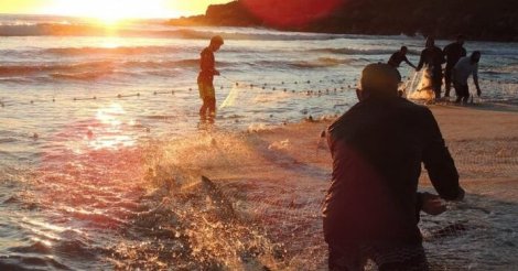 Safra da tainha 2026 começa com expectativa de mais peixe e renda no litoral de SC; veja as novas regras