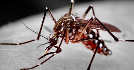 Santa Catarina registra 184 municípios infestados pelo Aedes aegypti