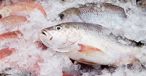 Semana Santa: Cidasc orienta população sobre compra de pescado