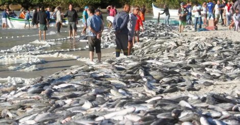 Tainha: mais de seis toneladas são capturadas no Farol de Santa Marta