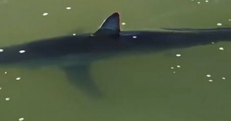 Tubarão é avistado em praia de Imbituba