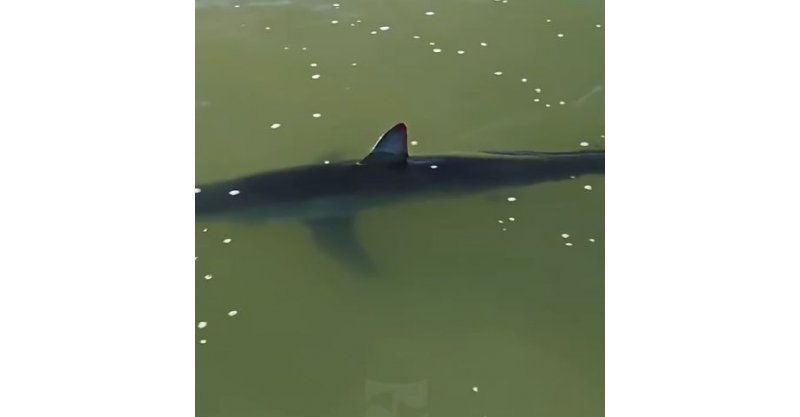 Tubarão é avistado em praia de Imbituba