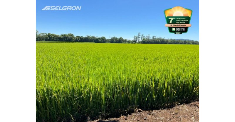 Turvo sedia 7ª Abertura Oficial da Colheita do Arroz